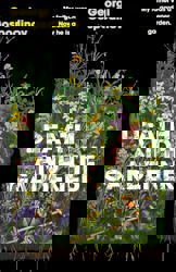 Death and the Gardener by Georgi Gospodinov